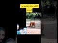 الكلب جالو زهايمر من الخضه ضحك Komedi Shorts الكلب جالو زهايمر من الخضه ضحك Komedi Shorts