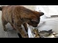 漁港猫 釣り大漁でおじさん気前よくアジをふるまう~大畠瀬戸~