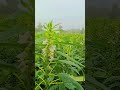 તલ અને કપાસ #viral #treanding #farming