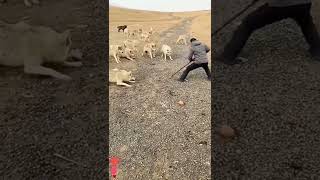 Information fox vs Man attack. #shorts Guide