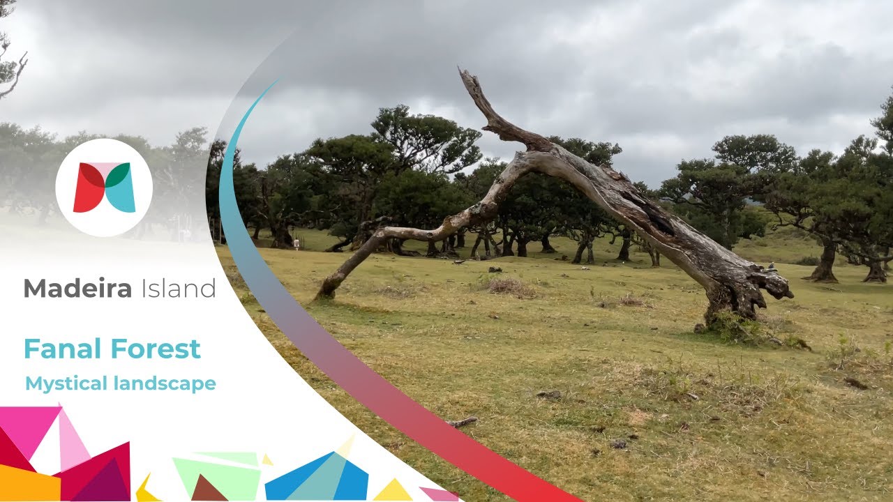 Fanal Forest - Mystical Landscape - Madeira Island