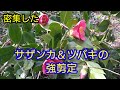 【庭木の強剪定】密集した多数のサザンカとツバキを小さくスッキリとさせる