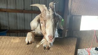 Case Study: Goat Polio and Meningeal Worm