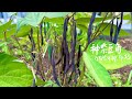 种紫豆角 紫色的豆角到底有什么不同？How to grow purple beans from seeds? Comment faire pousser haricot violet(velour)?