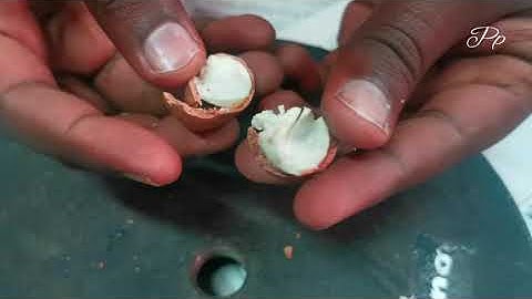 How to open Macadamia nuts at home easily