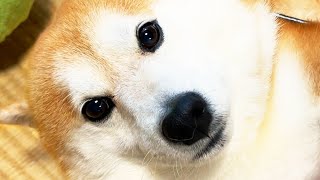 リードを付けると「祝・さんぽ」の儀式がはじまる柴犬