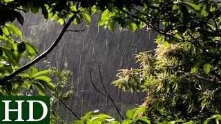 Rain Sounds and Forest Sounds  Relaxing Sleep