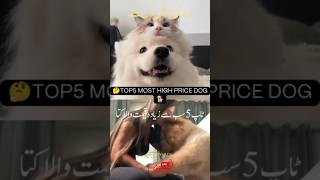 TOP5 MOST HIGH PRICE DOG #Shortsfeed #Dogs #piaaryadil