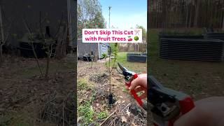 Don’t skip this cut with fruit trees #Pruning #FruitTrees #Orchard #GrowYourOwnFood ￼