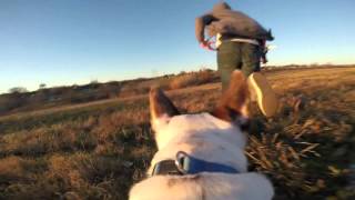 GOPRO DOG POV FETCH MOUNT
Testing out the new yet overpriced dog mount. Pretty cool though. GOPRO DOG POV FETCH MOUNT