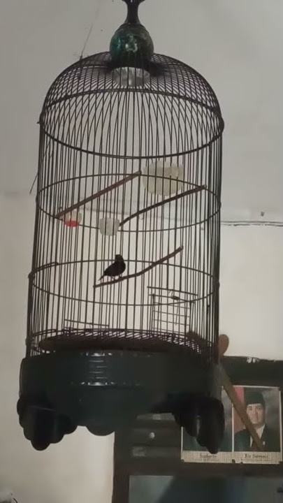 Konin tembakan ciblek gunung rapet panjang