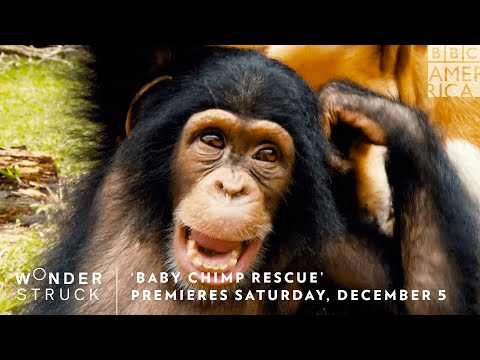 'Baby Chimp Rescue' Premieres Saturday, December 5 🐵 Wonderstruck | BBC America