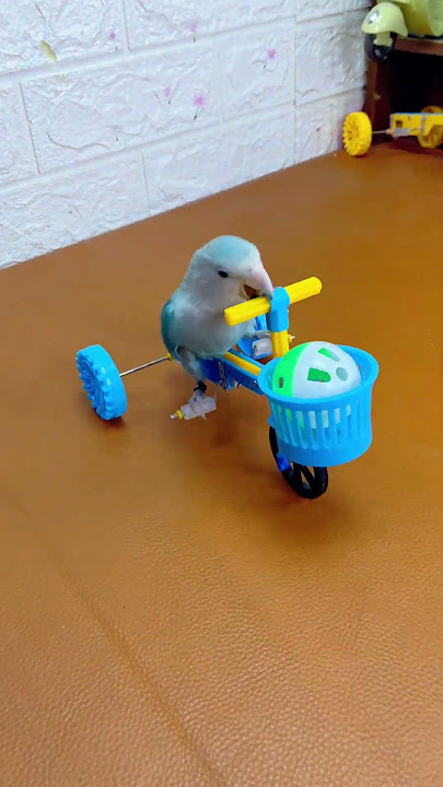 This lovebird parrot performs a bicycle ride. #parrots #birds #lovebirds#pets
