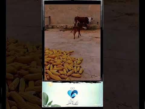 في عالم امتلأ بالكلمات الفارغة يبقى الفعل الصادق هو الدليل الوحيد على الحب الحقيقي