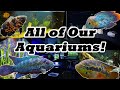All of Our Aquariums | The Complete Tour (Tons of Cichlids!)