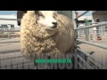 Video: OPTREKPOORT VENO
