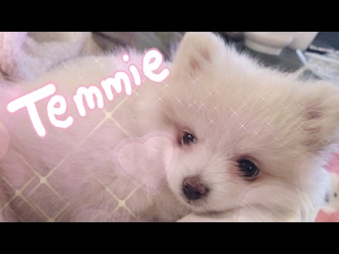gaming logo ♡TEMMIE - my pomeranian puppy♡