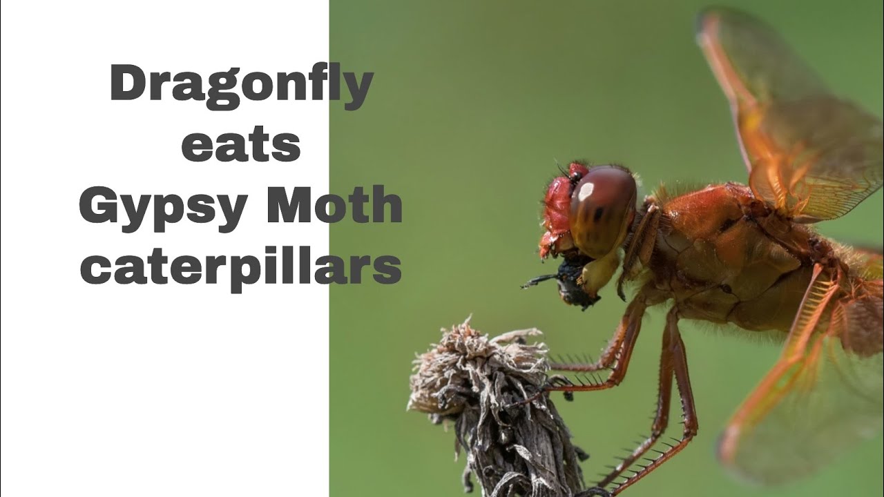 The Gypsy Moths are eating our trees! YouTube