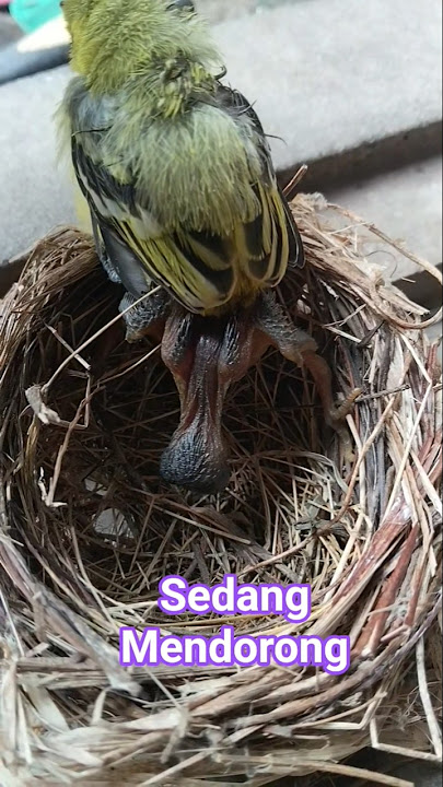 ANAK BURUNG KEDASIH ASIK MENDORONG NAMUN TAK DI HIRAUKAN OLEH SODARA TIRINYA #SHORTS
