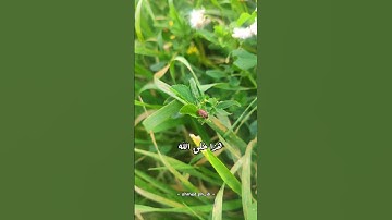 هذا خلق الله #قرآن #دعسوقة #ايات_قرانيه_قصيره #آيات #أخي #صدقة #طبيعة #تصوير #إدلب