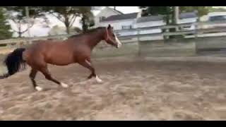 Horse Pets Dogs For Sale In Malaysia MY Whatsapp 加 60 11 1722 5528