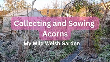 My New Autumn Ritual:  Nurturing a Rainforest One Acorn at a Time