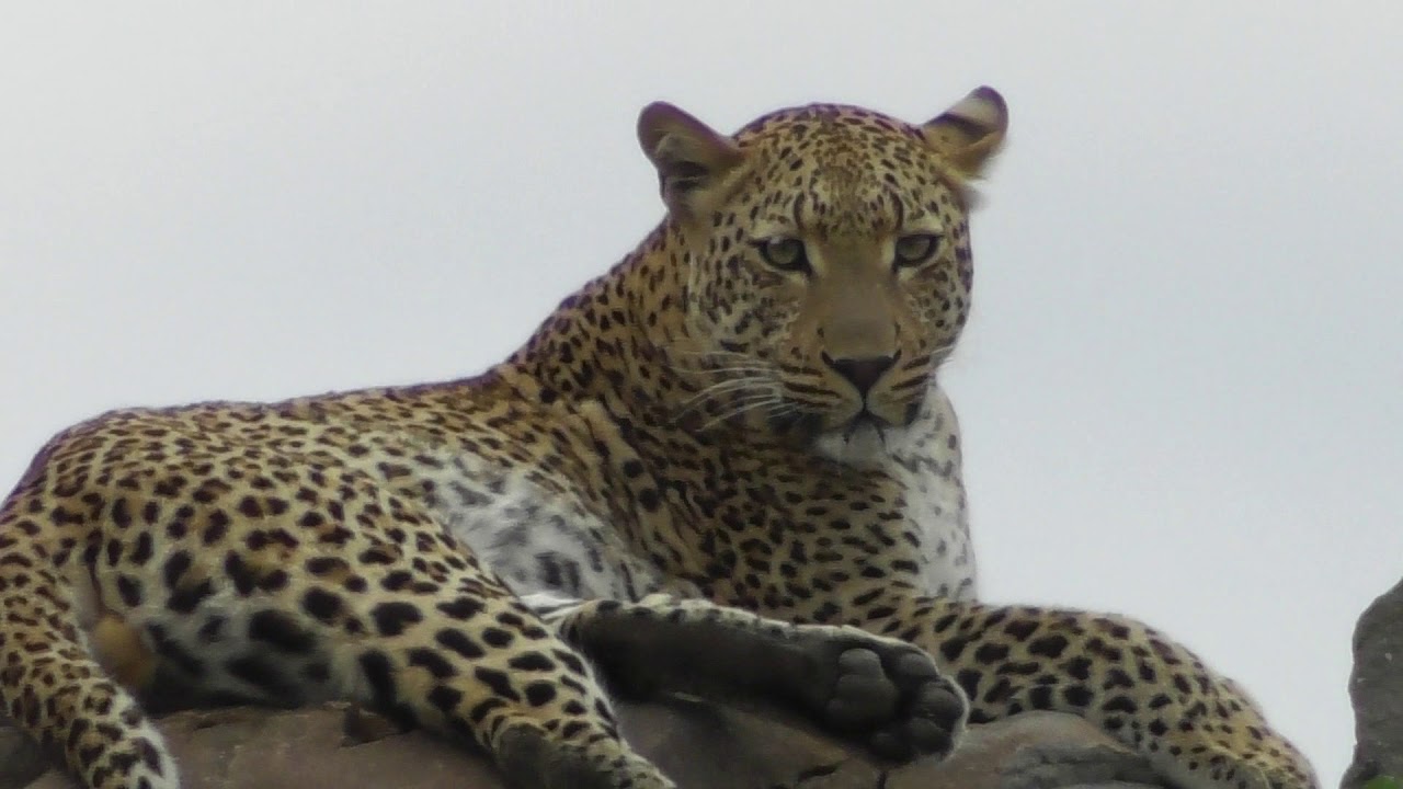 Beautiful Leopard Male on the rocks