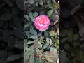 More Beautiful Climbing Rose  Flowers || Home Gardening #flowers​ #youtubeshorts​ #trending​#shorts​
