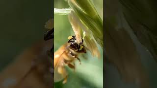 Corn pollen feeding frenzy!