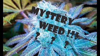 Mystery Weed TRANSPLANTED!!!!!