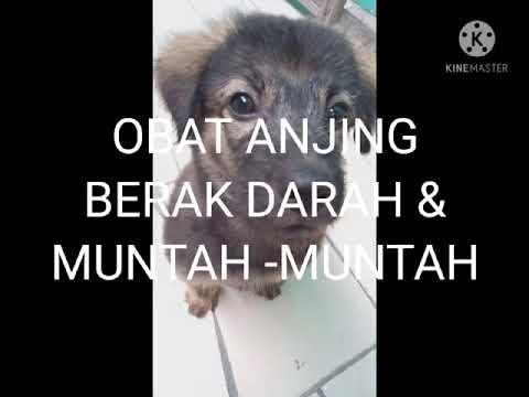 Video: Apakah yang dilakukan oleh anjing berdarah?