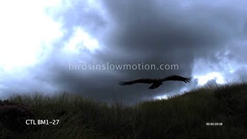 Golden Eagle Slow Motion Flight Silhouette shot on Phantom HD Gold - 6 Shots