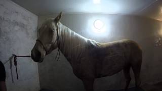 Мытьё лошади после работы. Bathing horse after a ride. GoPro