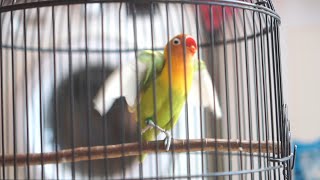 Pancingan Lovebird Fighter Ngekek Panjang FULL EMOSI