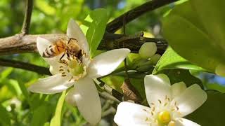 The Honey Bees on my Orange Blossoms