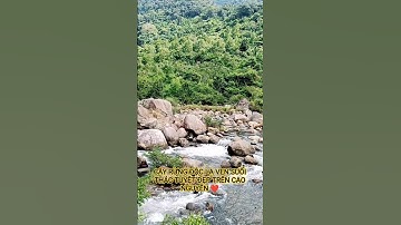 CÂY RỪNG ĐỘC LẠ VEN SUỐI TUYỆT ĐẸP TRÊN CAO NGUYÊN HÙNG VĨ