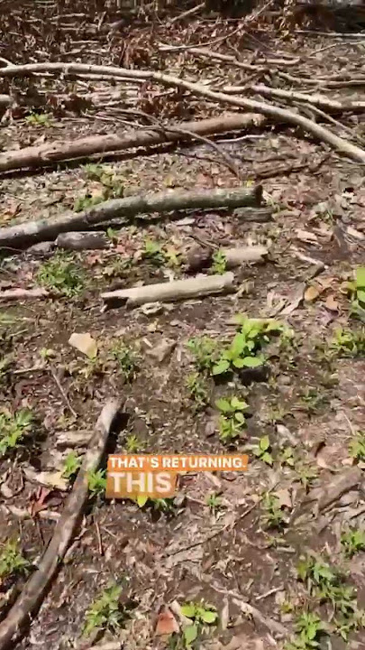 #forestry #plantnative #wildlife #hunting #logging #grasslands #biodiversity #carbonsequestration