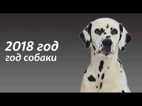 Video: Чыгыш гороскопу: Ит жылында төрөлгөндөрдү эмне күтүп турат