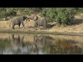 WildEarth - Sunrise - 29 May 2021