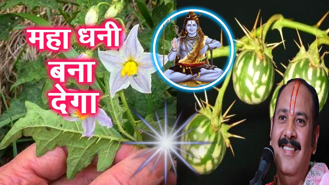 सावन मे मिल जाए 😱 तो छोड़ना मत फूटी किस्मत चमका देगा ये कोई मामूली पौधा नही है जान लो खरबपति हो जओगे