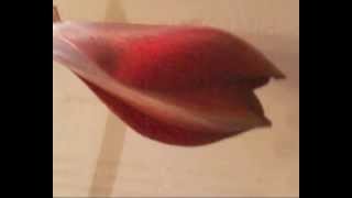 Мой фильм Цветок. Мой фильм Цветок.
