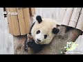 A Panda’s Guide To Life’s Simple Pleasures | iPanda