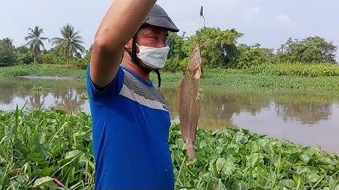 Câu cá lên em cá trê vàng đã quá mấy bạn ơi ( săn bắt ag)#caucatrevang#sanbatag