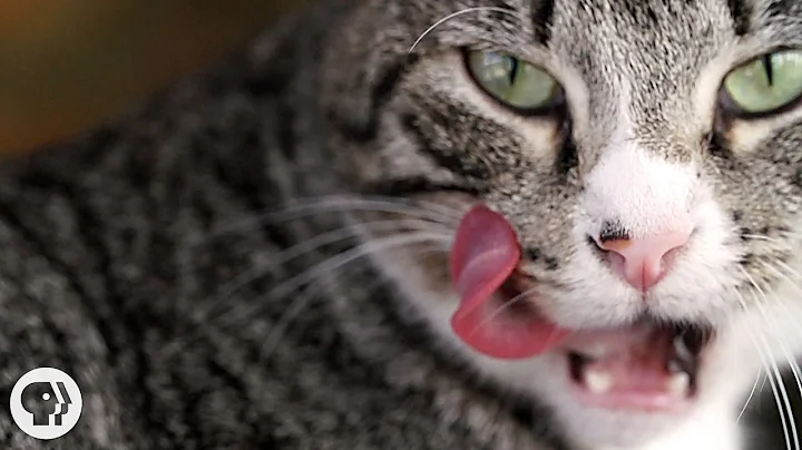 Why Does Your Cat's Tongue Feel Like Sandpaper? | Deep Look - DayDayNews