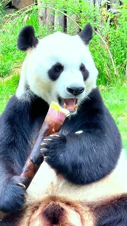 Bamboo shoots need to be eaten in large mouths to be delicious#fypシ