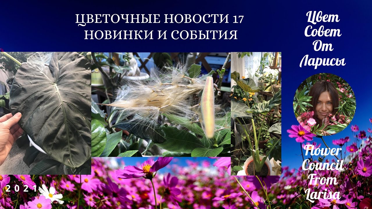 Цветочные советы от елены