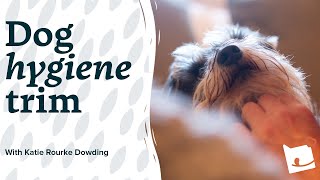 How to Perform a Hygiene Trim for Dogs  Top Tips  by Katie RourkeDowding