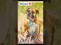 Painting of #englishbulldog #bulldog #petportrait