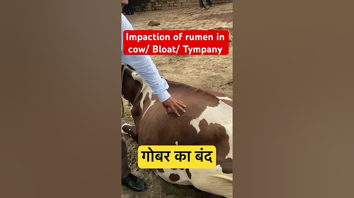 Impaction of rumen l dr Umar Khan