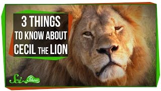 3 Things to Know About Cecil the Lion 3 Things to Know About Cecil the Lion